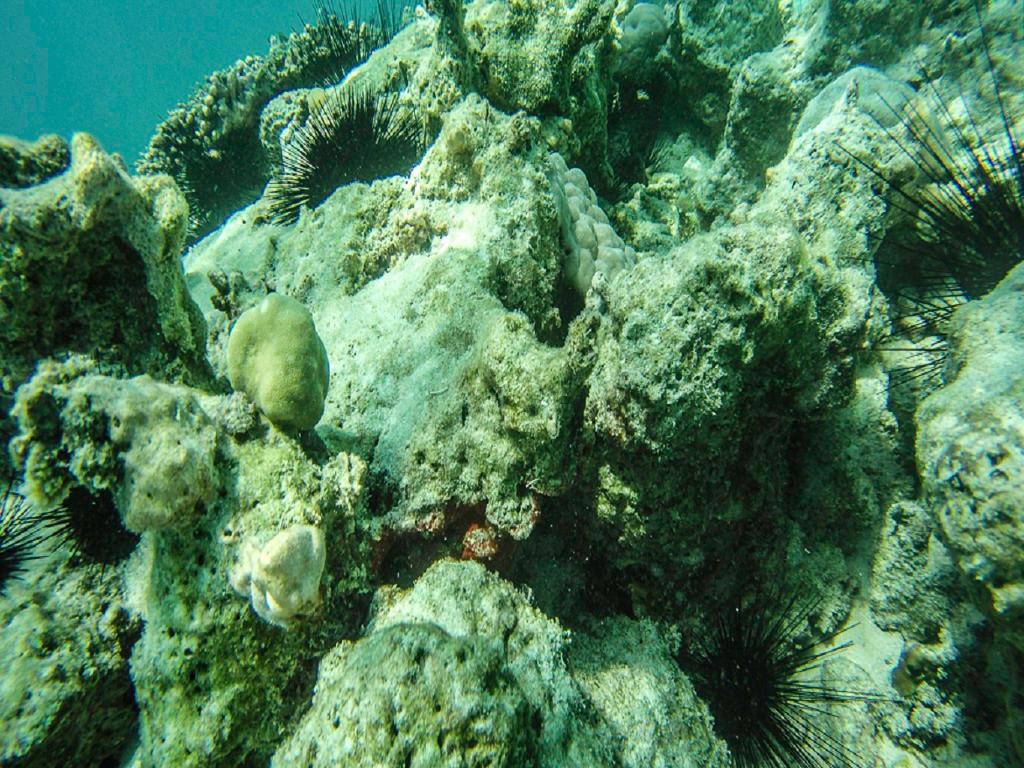 Mnemba Island Tour image 4