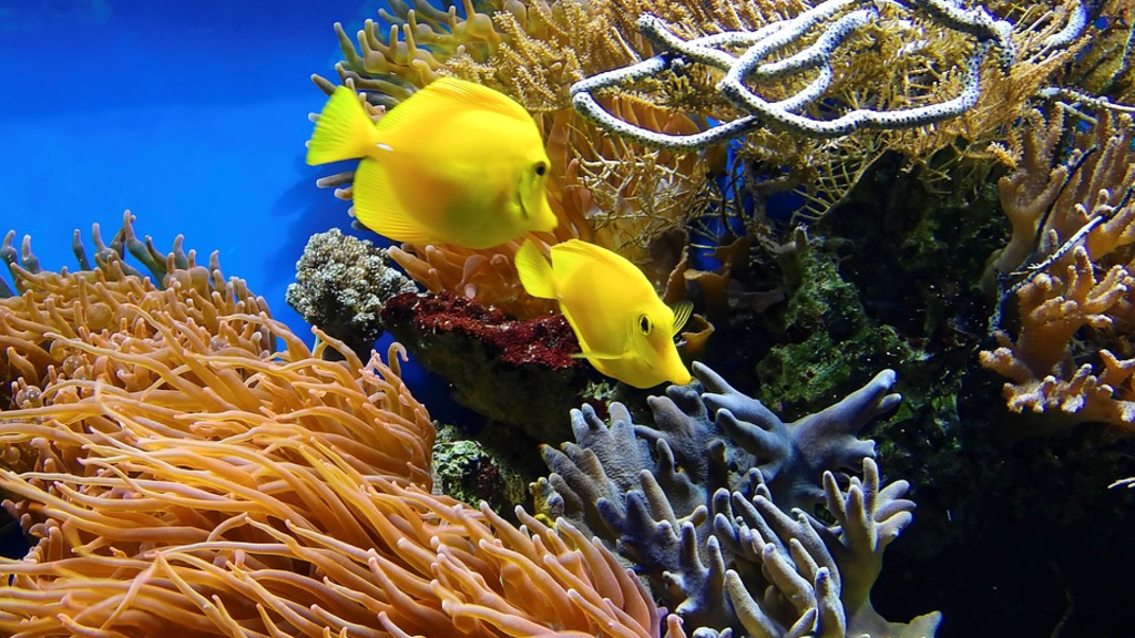 S.E.A. Aquarium image 2