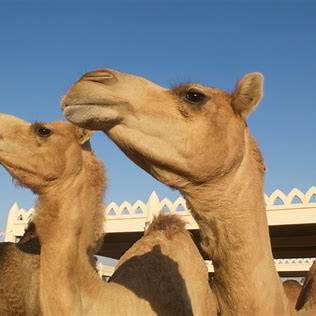 Bahrain heritage tour from Manama